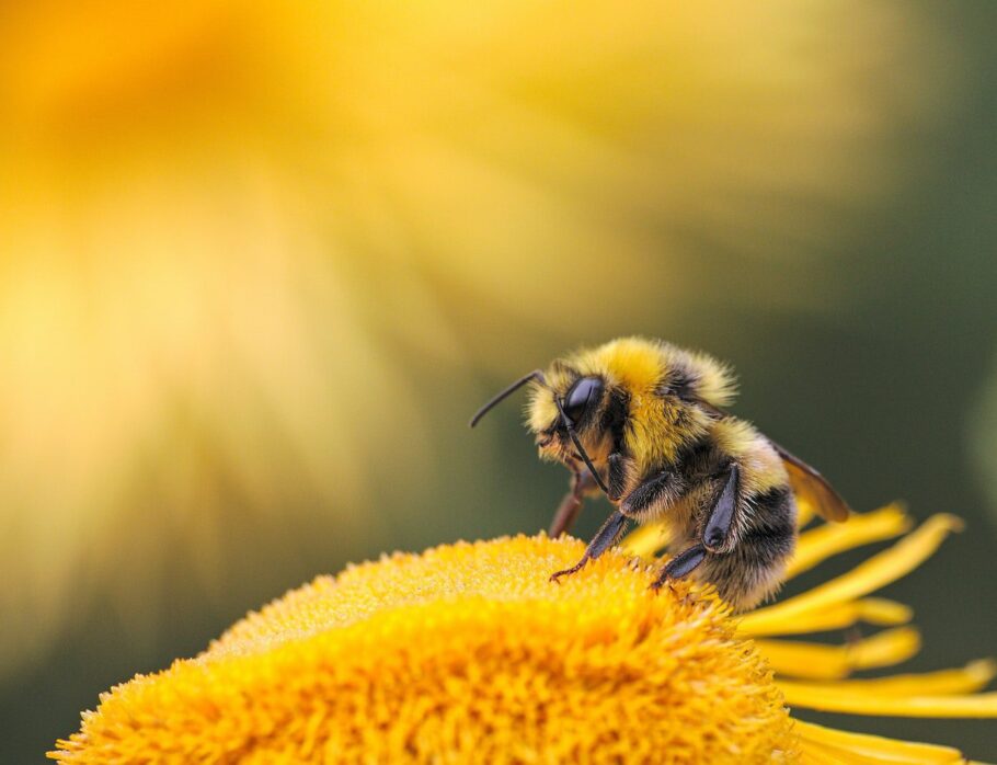 honeybee perching on yellow flower